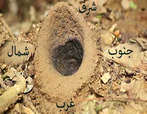 جهت‌یابی با کمک لانه مورچه‌ها - آموزش تکنیکهای جهت یابی در طبیعت - ایران در سفر